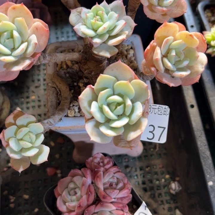 幸运的是我没有遇到幸运