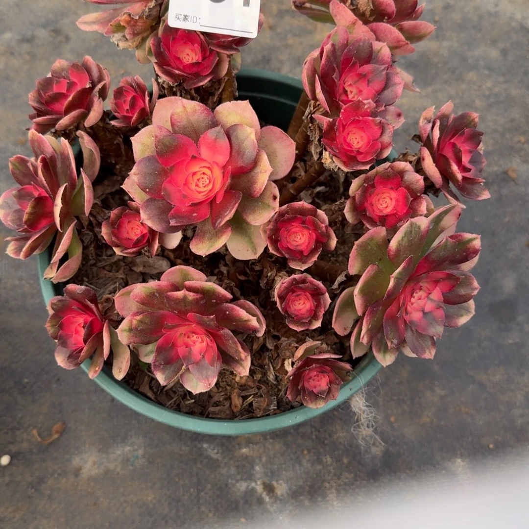 991荔枝多肉植物老庄