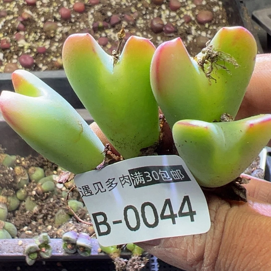 多肉植物11111111111111