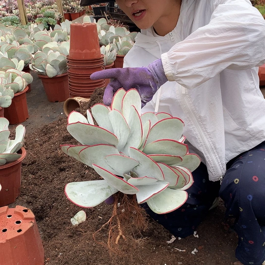 白眉28.8 多肉植物量拍