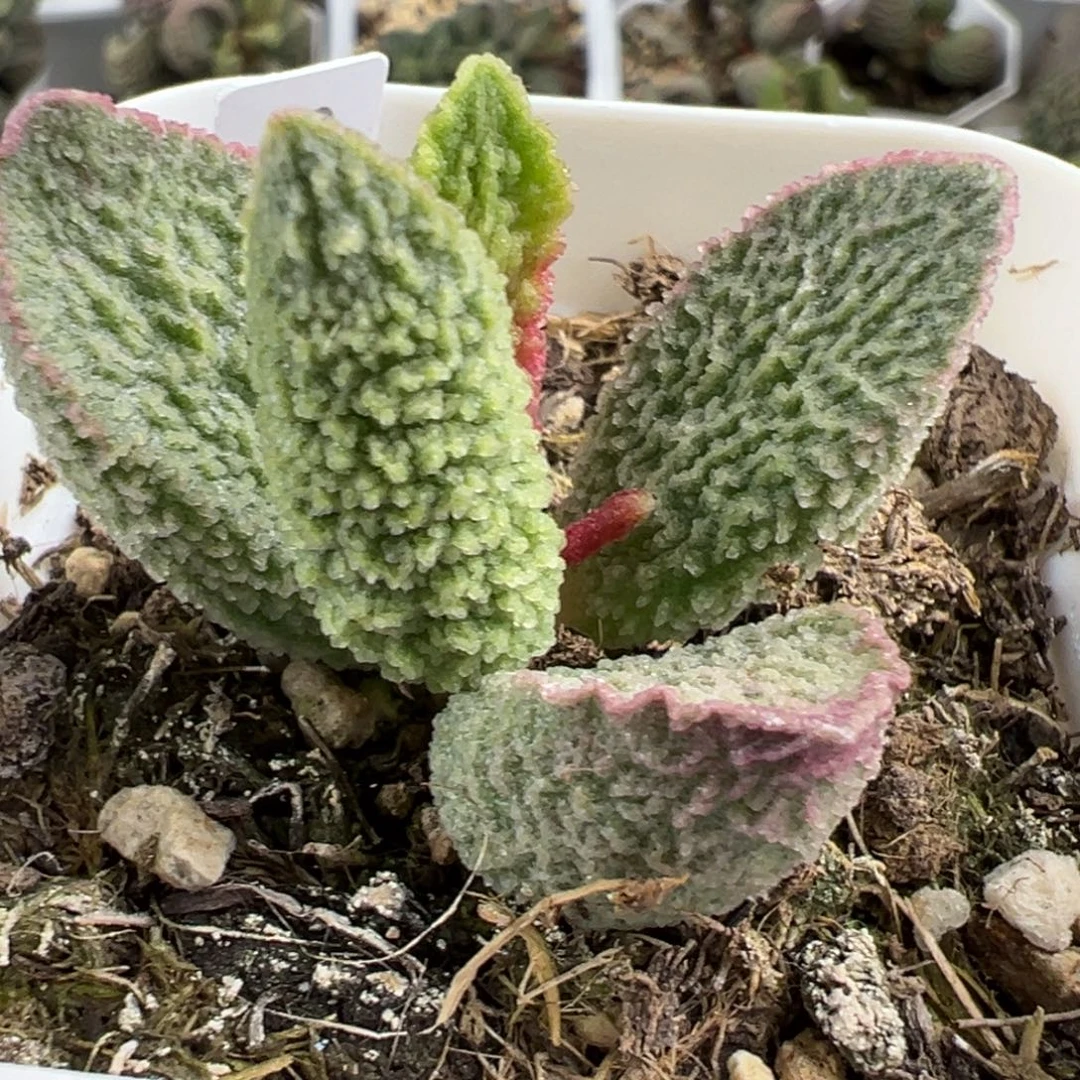 实生新品多肉植物水泡多肉植物