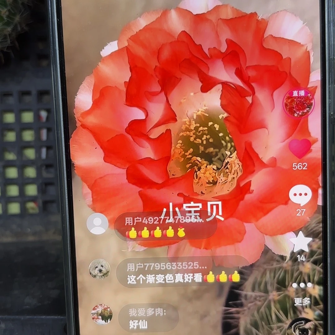 小宝贝彩侧牙20包邮仙人球16