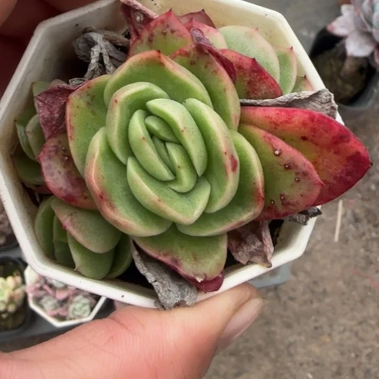 170冰玫瑰多肉植物多