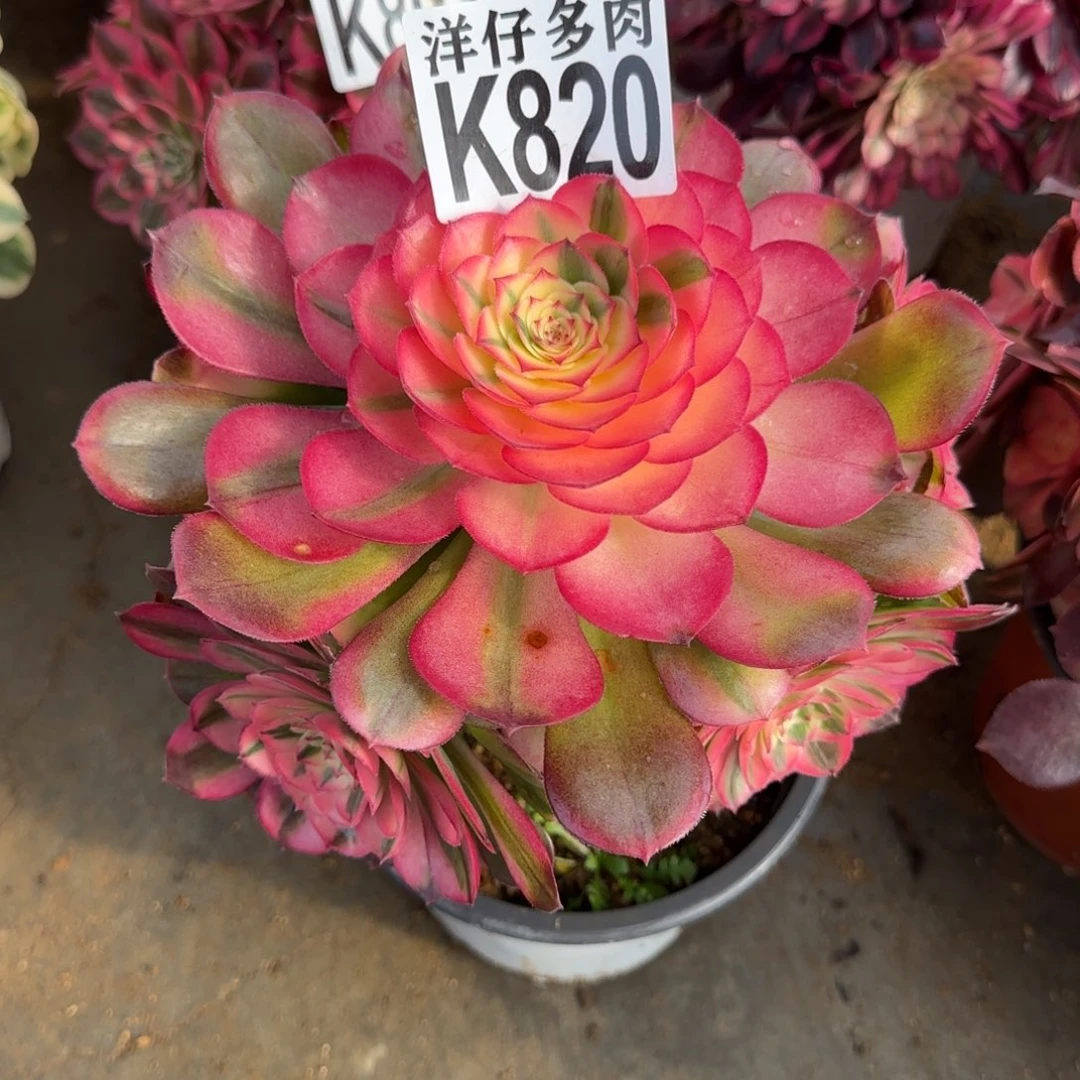 820荔枝法师园艺官服20左右有修枝不售后福利款