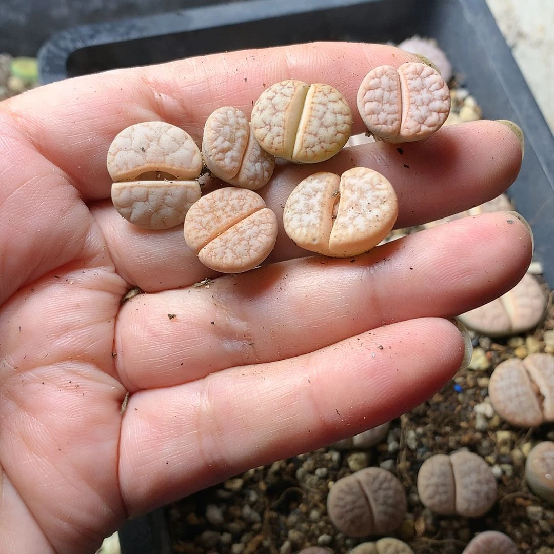 不**6K169多肉植物保护研究所