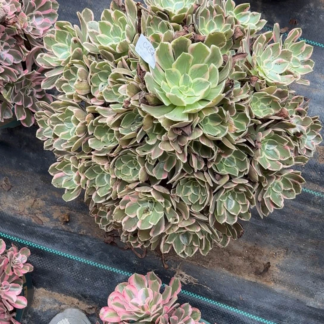 454超大换沙多肉植物