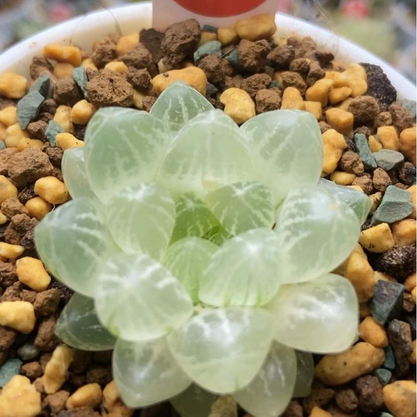【闪购商品】M**楊雪花锦19