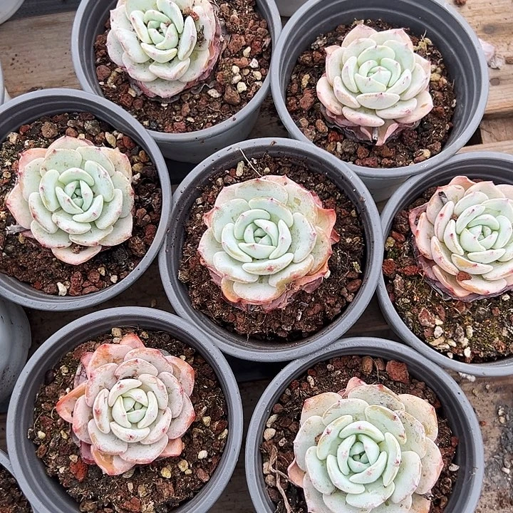 勃朗峰  福利多多  去拍