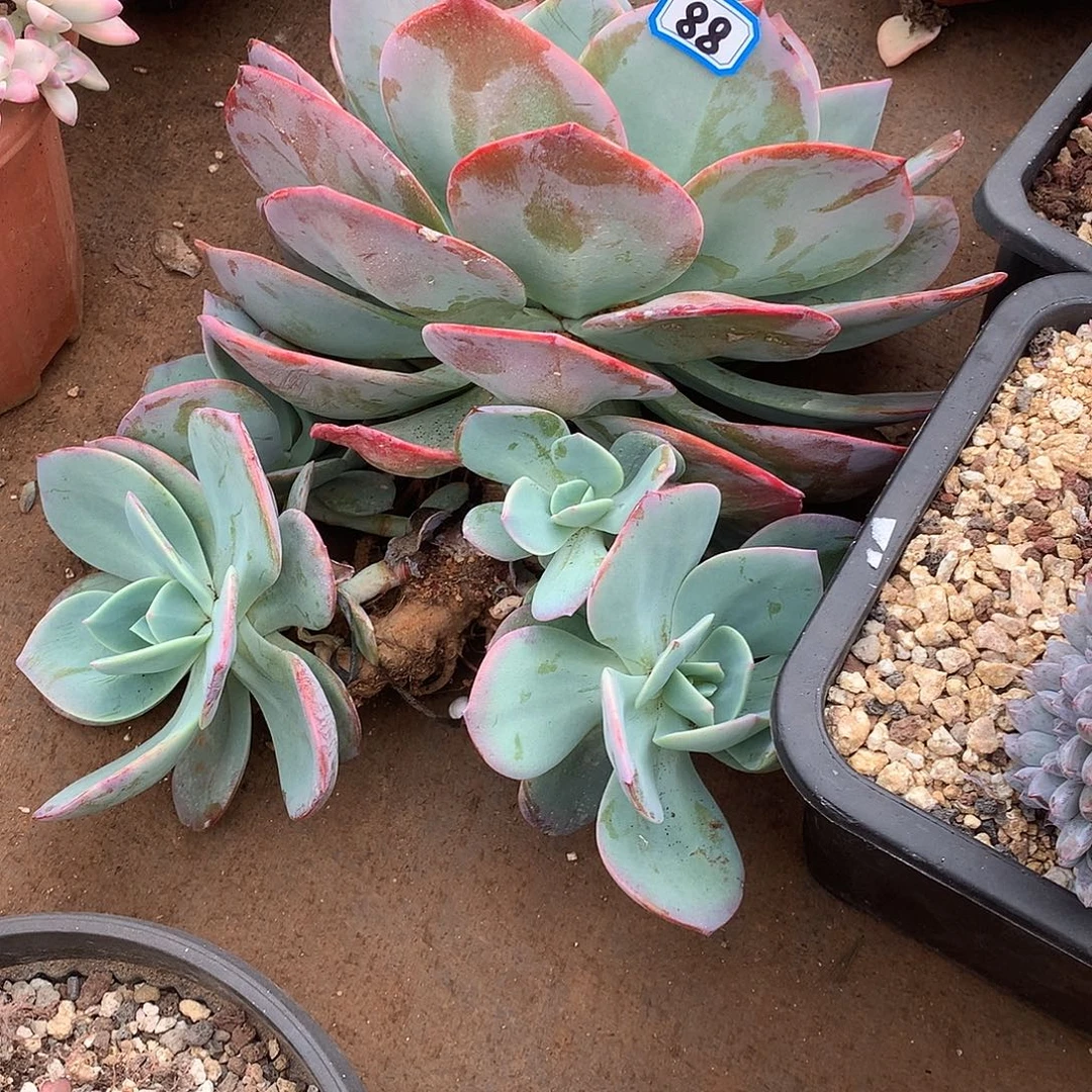 88凤 一物一拍多肉