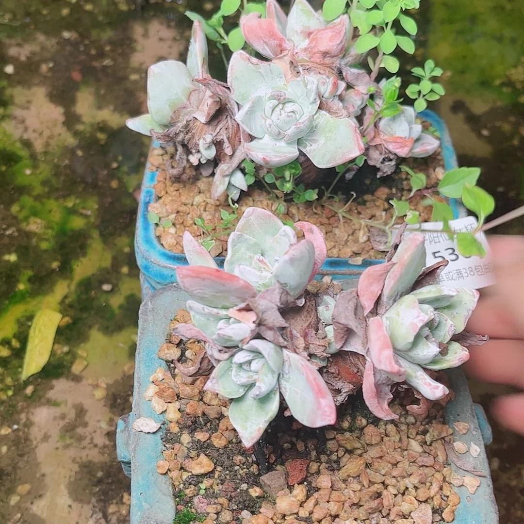 5302两颗泡芙多肉