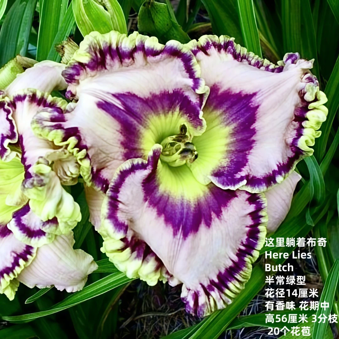 进口花卉绿植盆栽大花萱草这里躺着布奇庭院花园多年生宿根植物