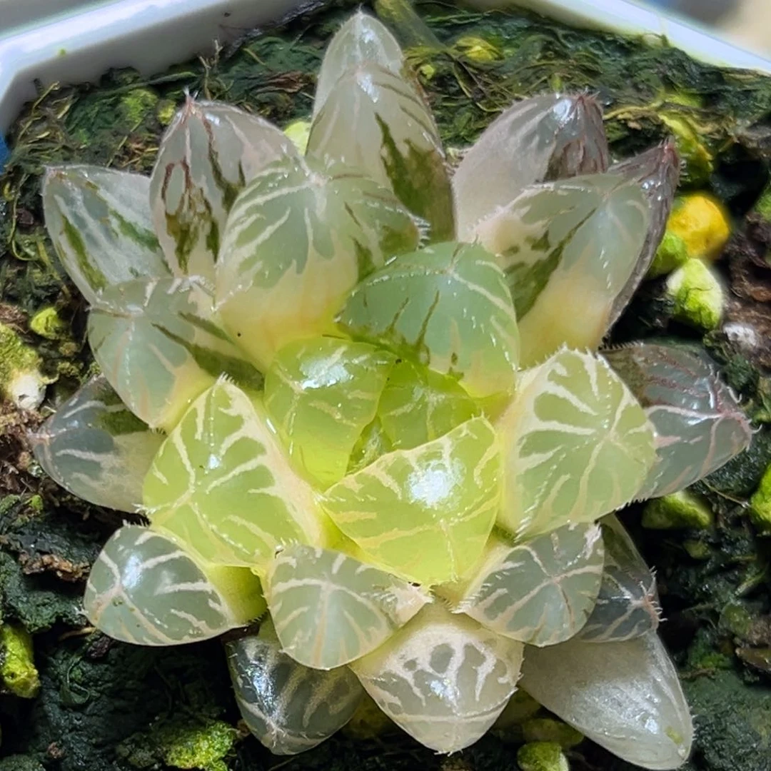 恭喜发财大吉大利915