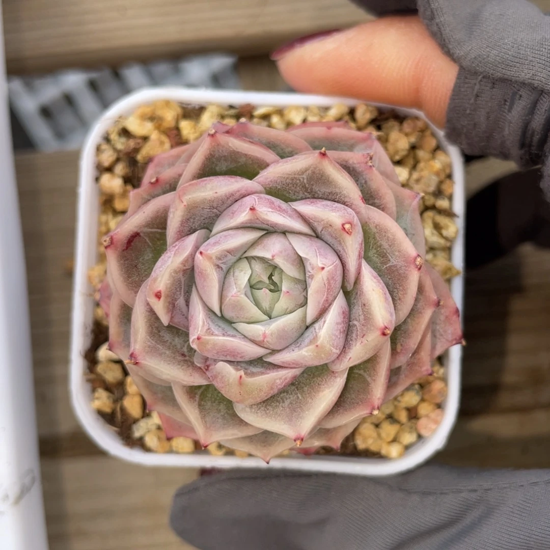 优选绝绝紫小精品2699