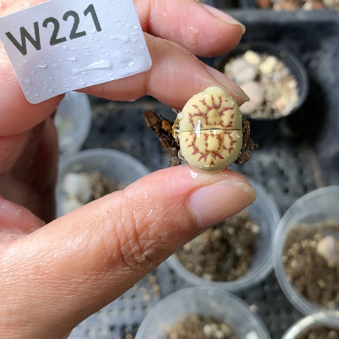 W221多肉植物保护