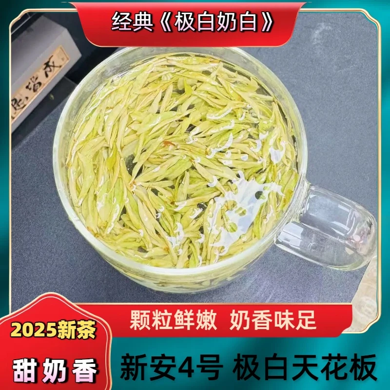 【冰种极白奶香】正宗安吉昆铜原产地发货春季大熊猫黄金芽25新茶