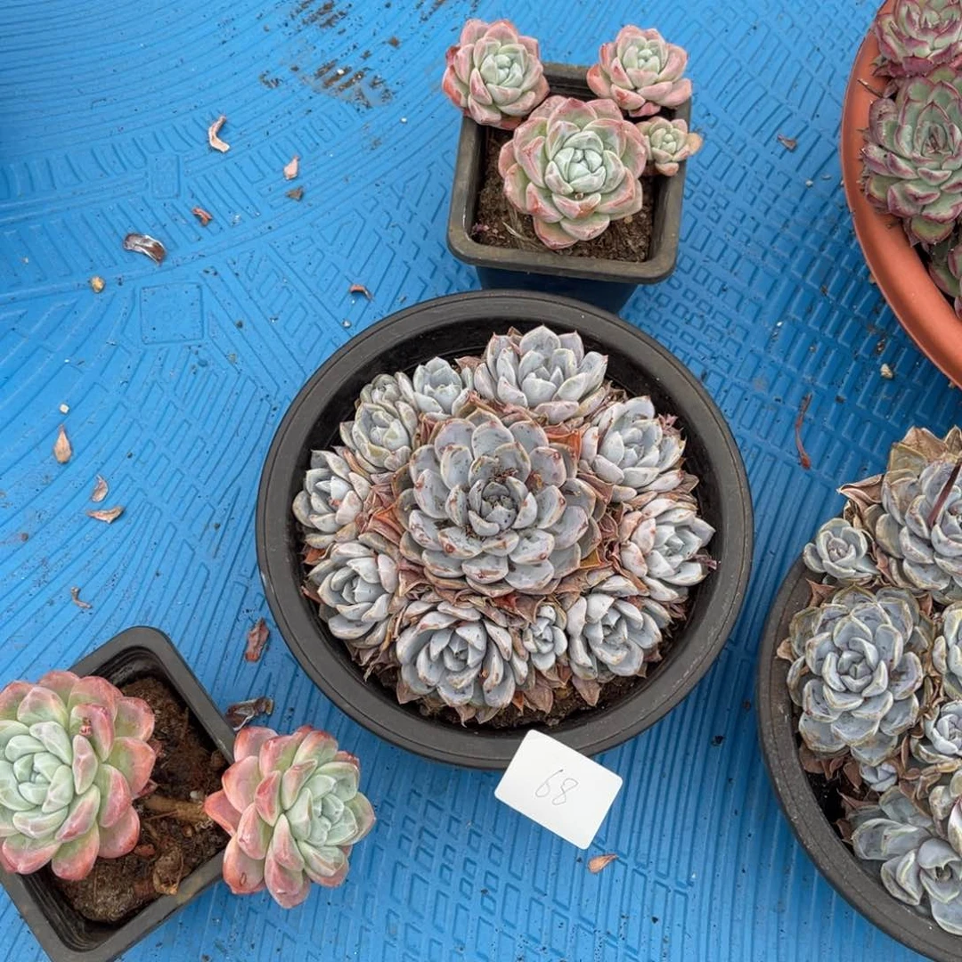 雨*0068汉堡多肉