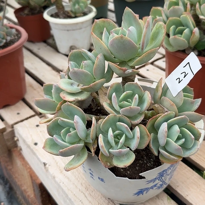 小*皮227白凤脱土发不寄养
