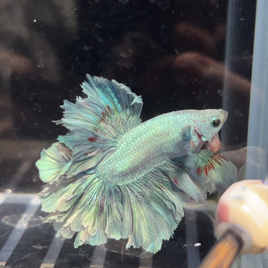斗鱼22号活动价西兰花绣球