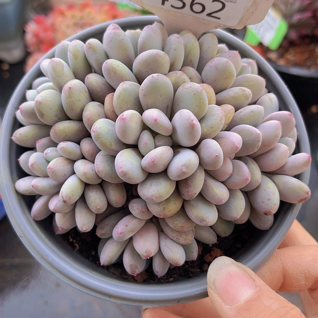 4362香香雪多肉植物