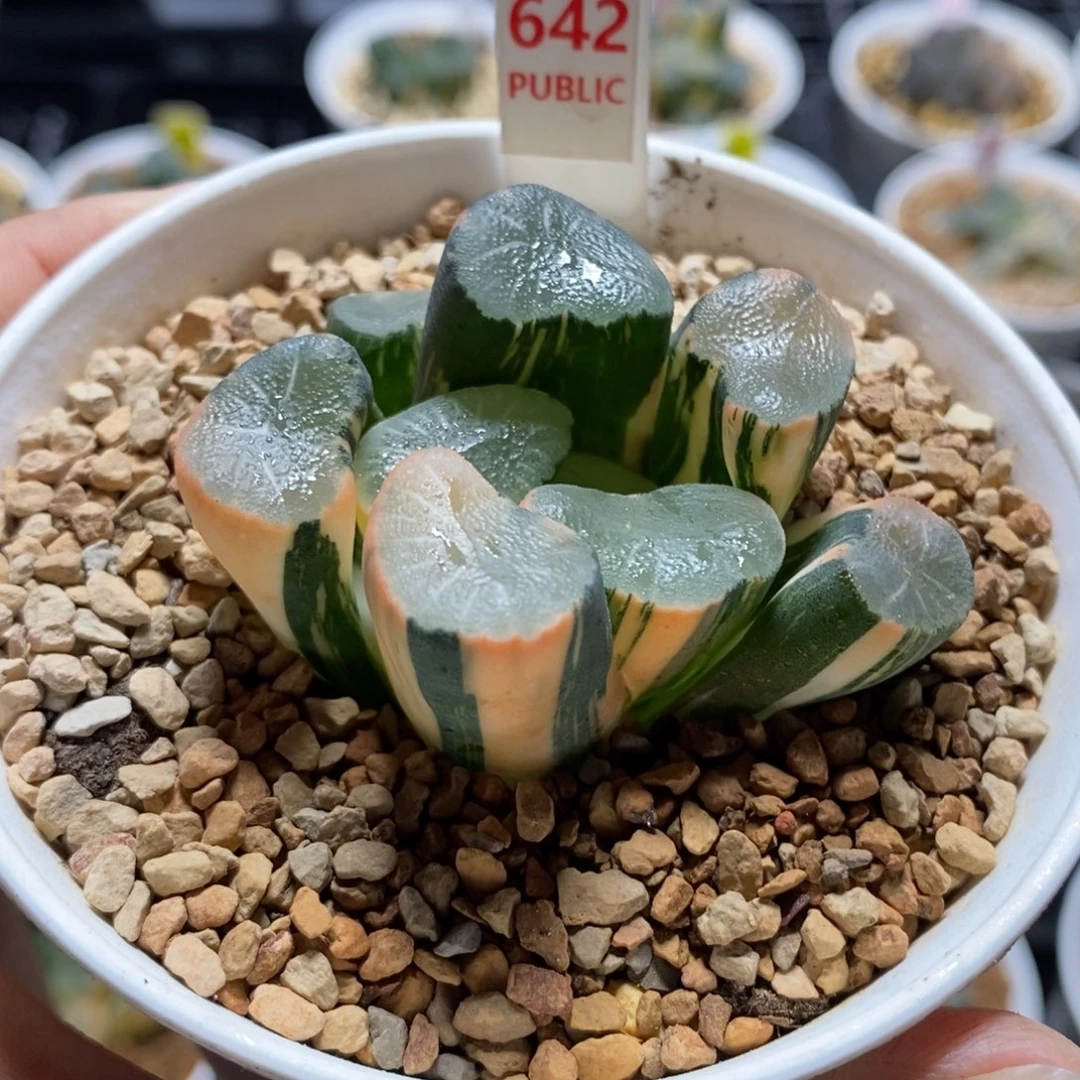 642欧大宝万象锦一物一图