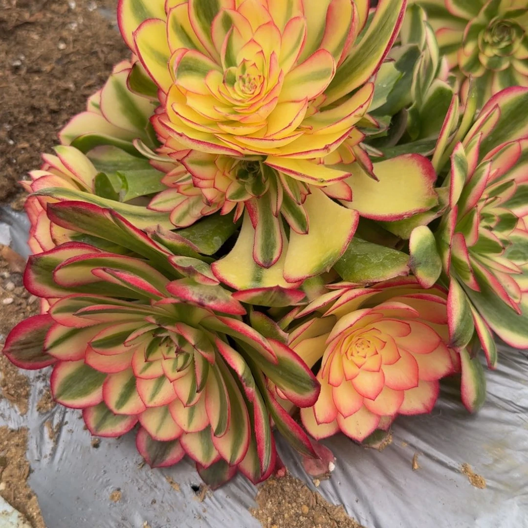 472荔枝。多肉植物