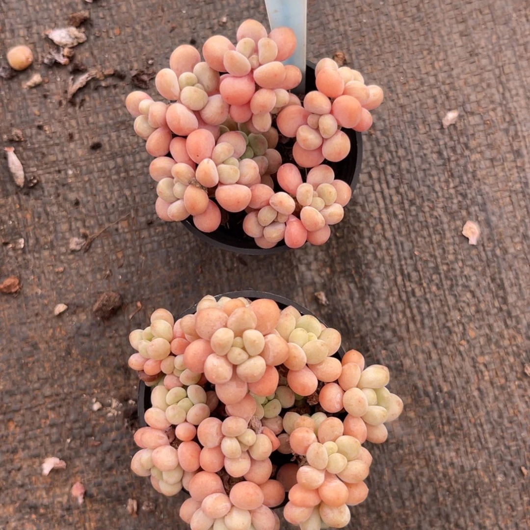 云尘多肉一物一拍97，