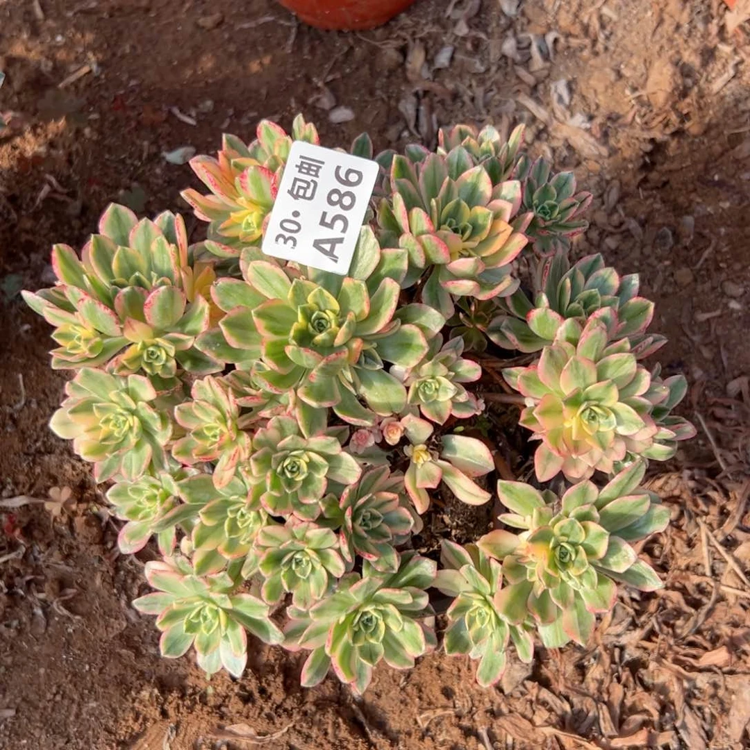 586 多肉断枝不包