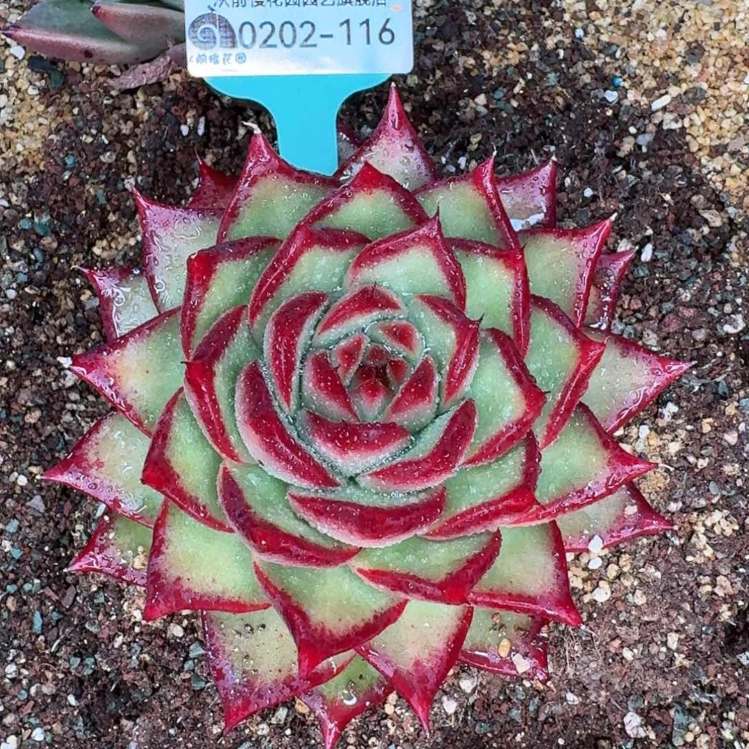 从前慢花园东云系多肉0202-116