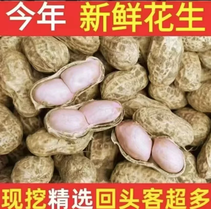 新鲜湿花生2025年新鲜花生湿花生现挖现发带壳新鲜花生粉皮