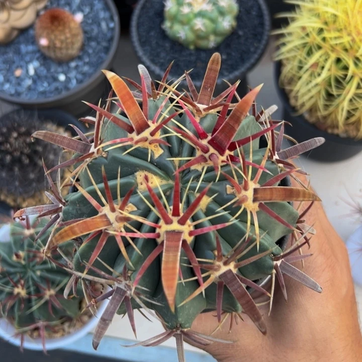 墨西哥丸叶（0.9宽刺）