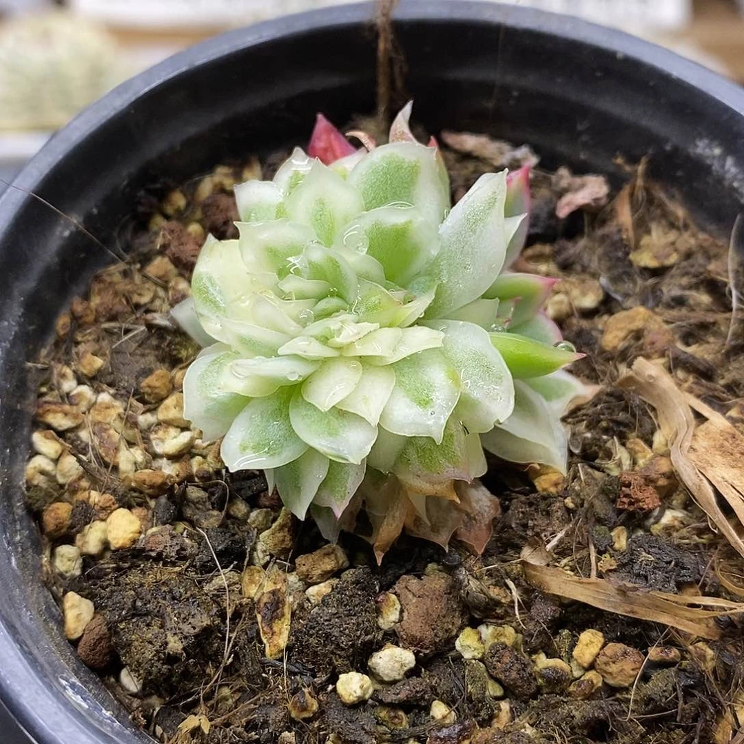 27220 小蝴蝶仙子锦缀