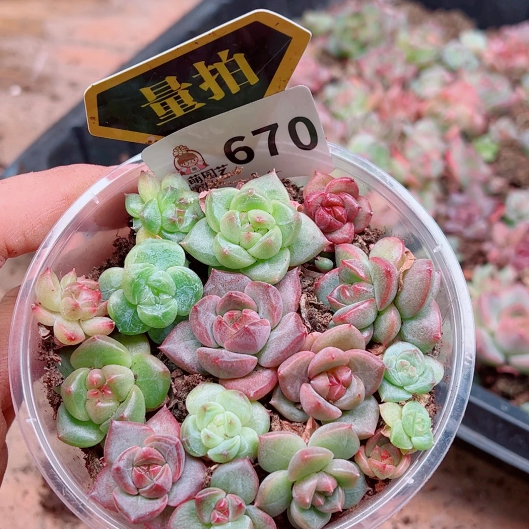 多肉植物多肉植物