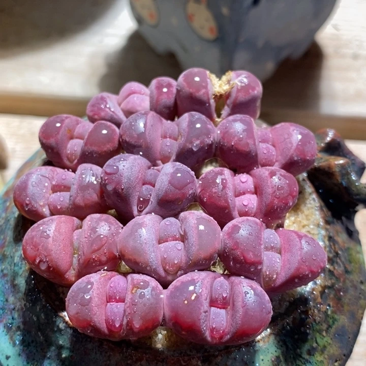 单头红大内一颗 1厘米