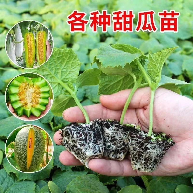 各种甜瓜苗秧苗绿宝石羊角蜜超甜酥脆香瓜种苗四季山东寿光带土发
