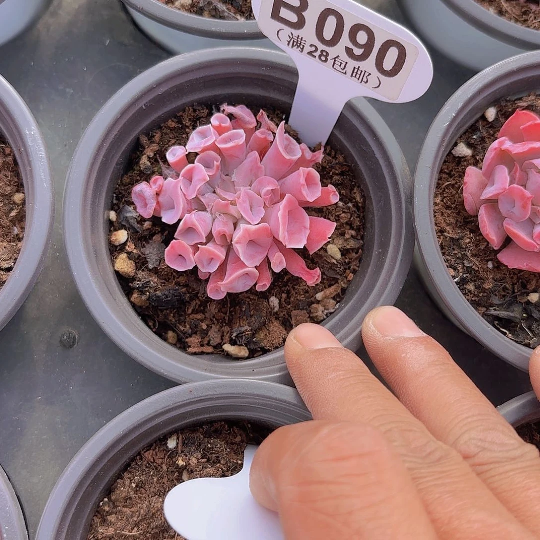 B090猪鼻子一物一拍