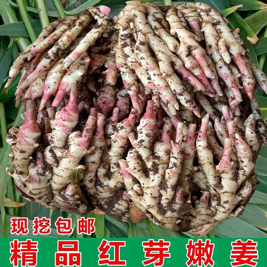 果真真广西红芽嫩姜现挖新鲜仔姜芽脆嫩子姜农家泡菜专用下饭生姜