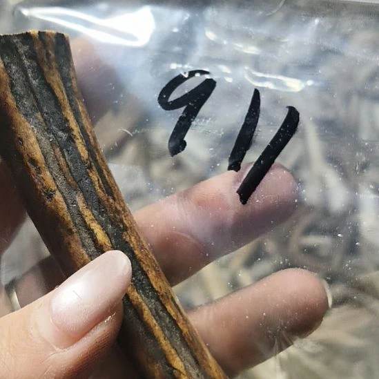 无***欢非金属无鹿角鹿角鹿角