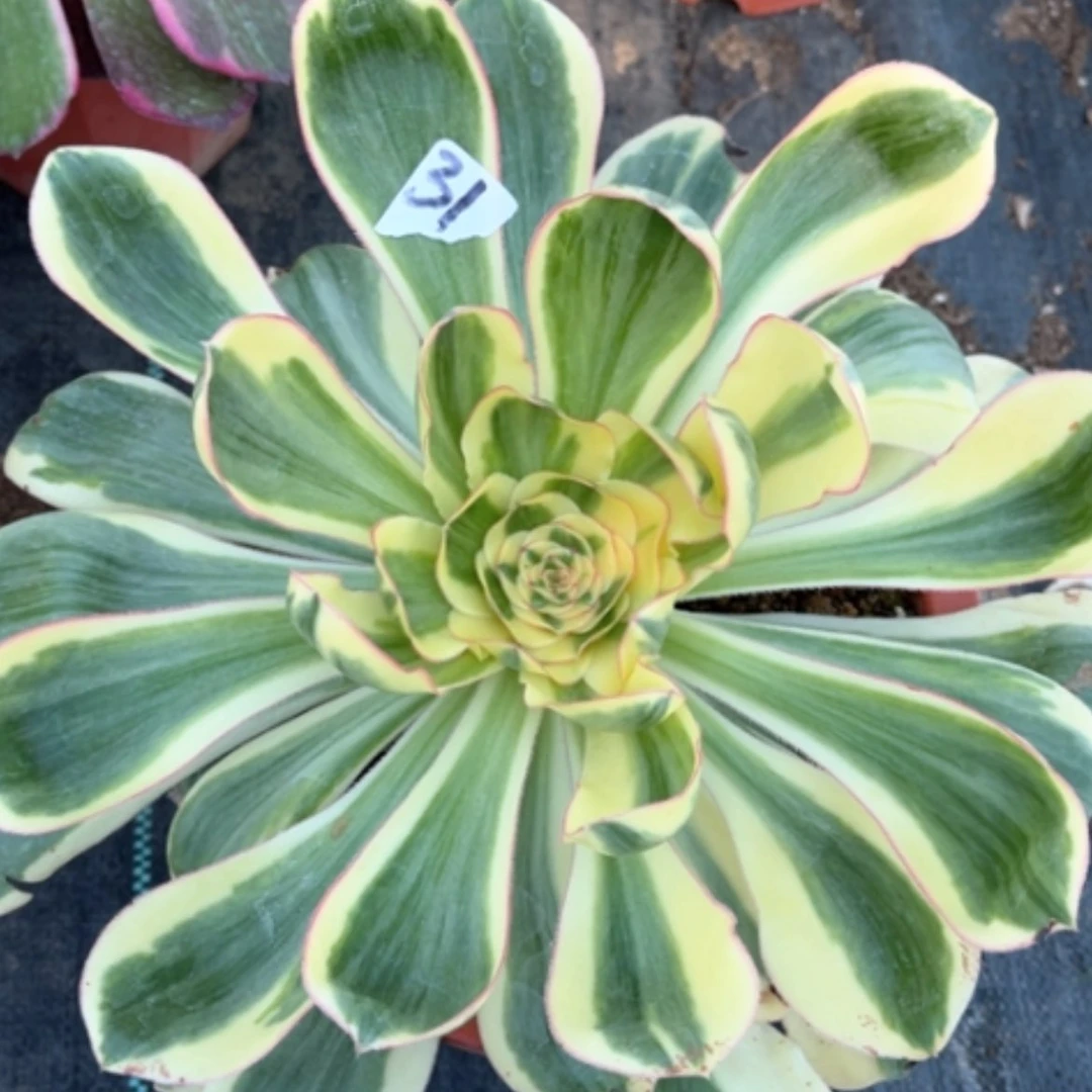 【闪购商品】31艳姿锦多肉法师