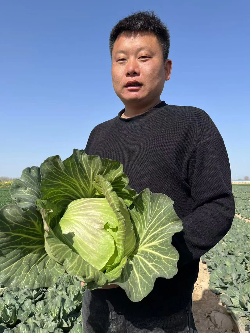 河南迎雪翠妃甘蓝