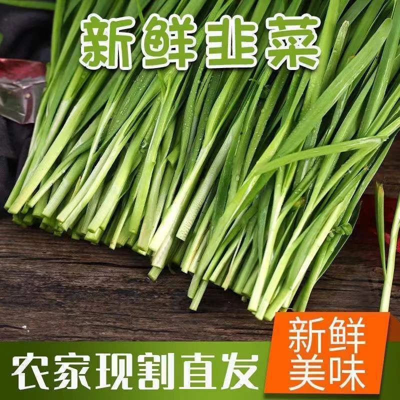 【云南露天韭菜】嫩韭菜应季现割新鲜韭菜当季时令蔬菜农家自种