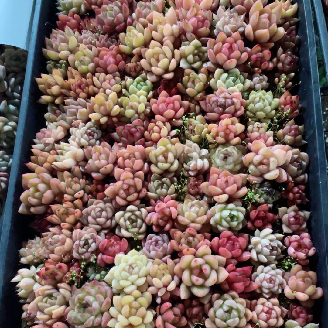@**@大杂烩一物一拍255
