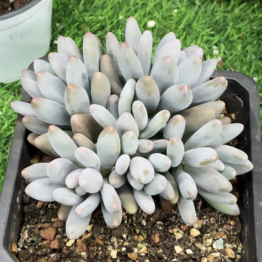 整桩无砍多头海鸥（企鹅杂）一颗