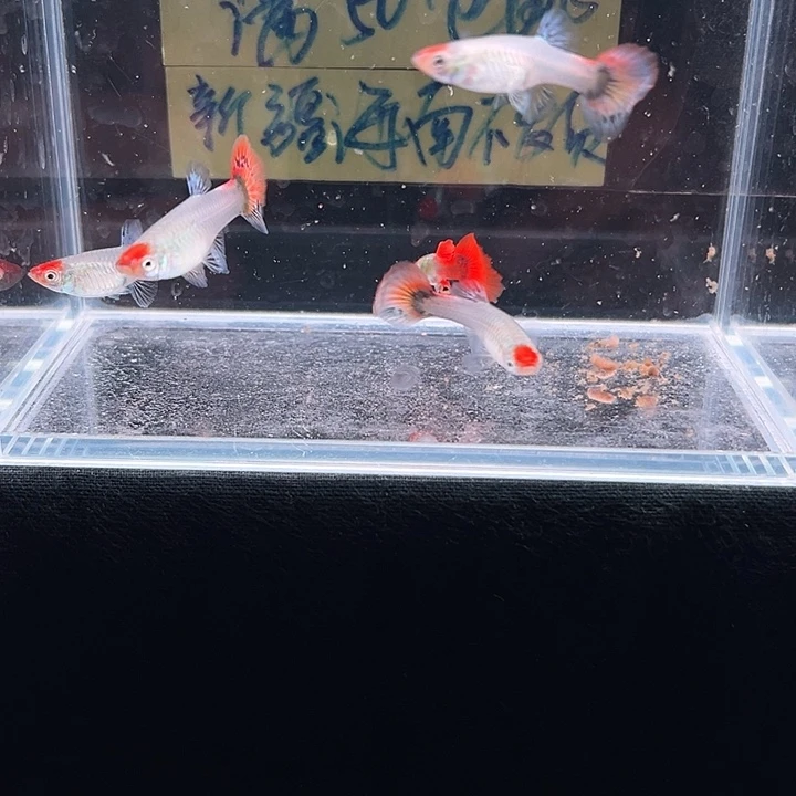 孔雀鱼白金蓝蛇纹双箭