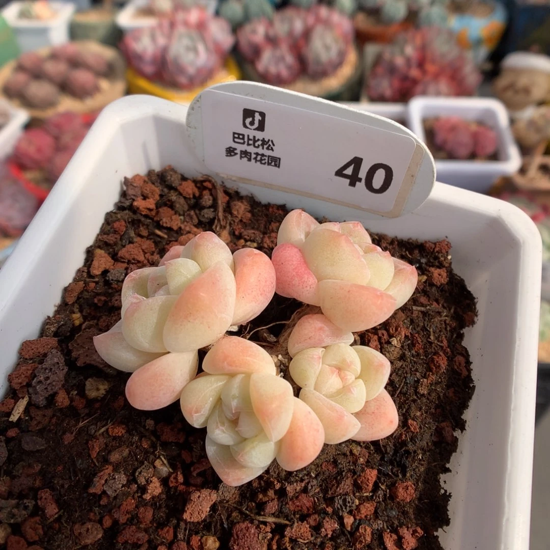 40 奶油冰玉多肉