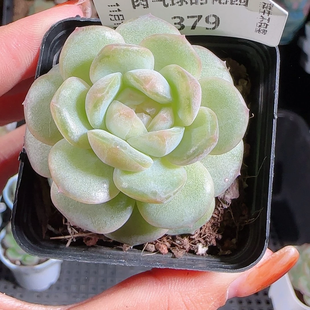 1101–379西江月麦秆优选不包整