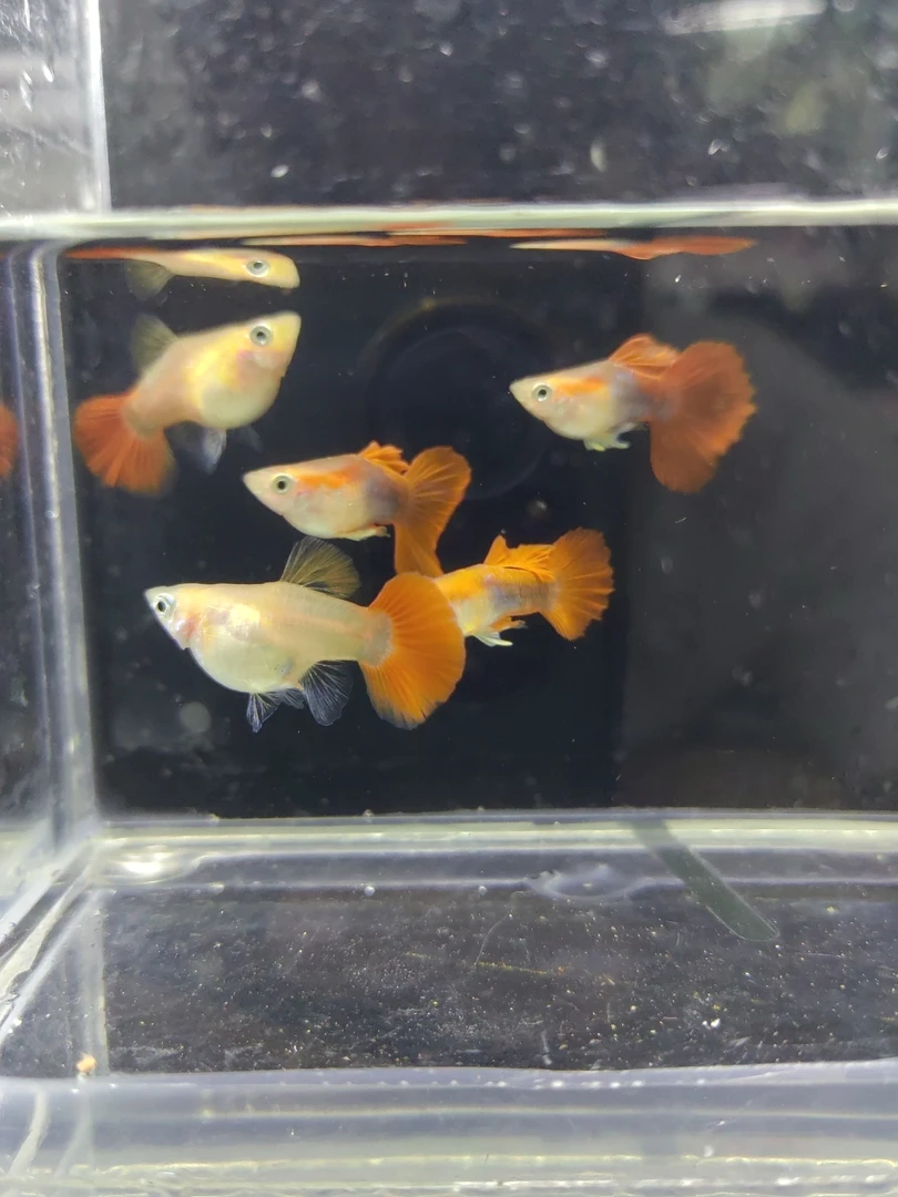 黄暴球种鱼（到货录开箱视频）