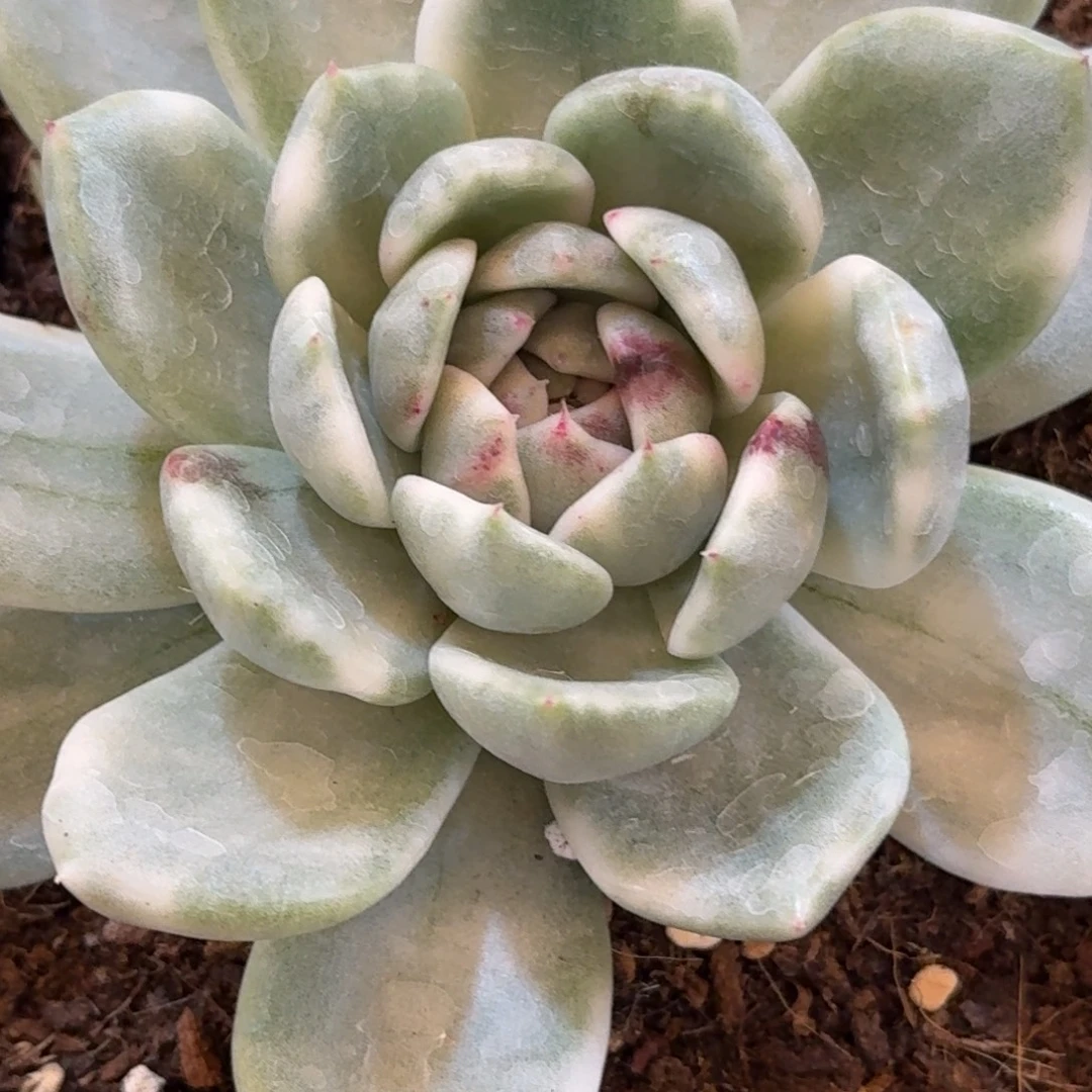 黑水晶 安吉园艺锦