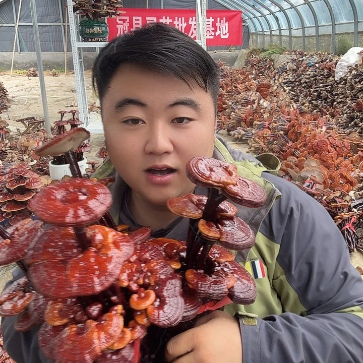 无花朵梁****卉灵芝花开了