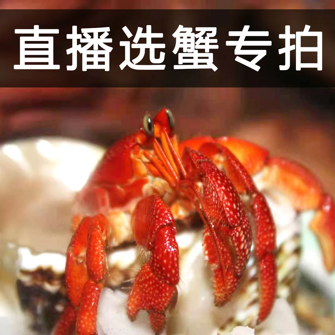 【30元】印尼野生进口寄居蟹懒人宠物观赏蟹陆生爬宠观赏鱼鱼缸