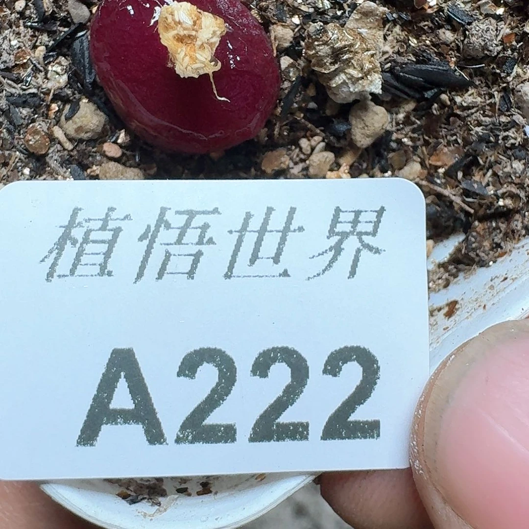 222号多肉植物哇f f g